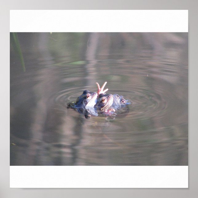 Frog Poster (Front)