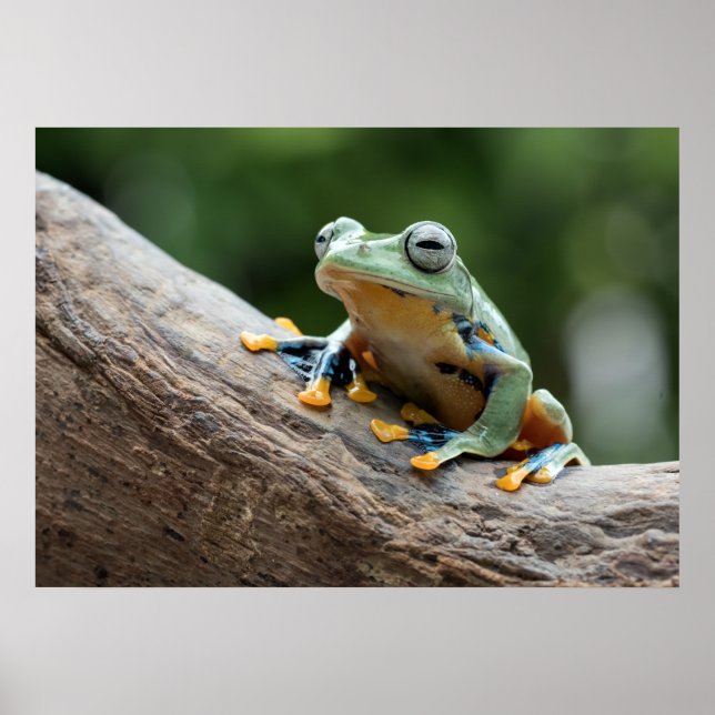 Frog Poster (Front)
