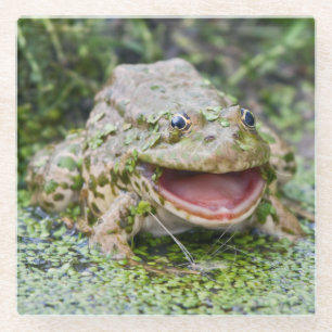 Frog Prince Glass Coaster