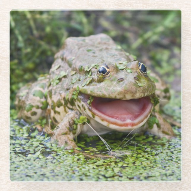 Frog Prince Glass Coaster (Front)