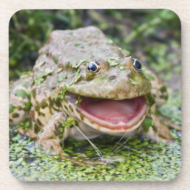 Frog Prince Set of 6 Coasters (Front)