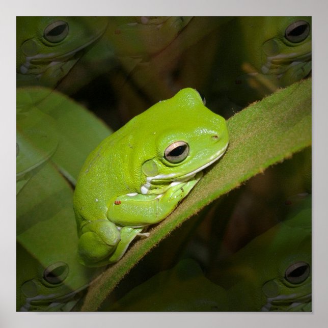 Frog Reflections Print (Front)