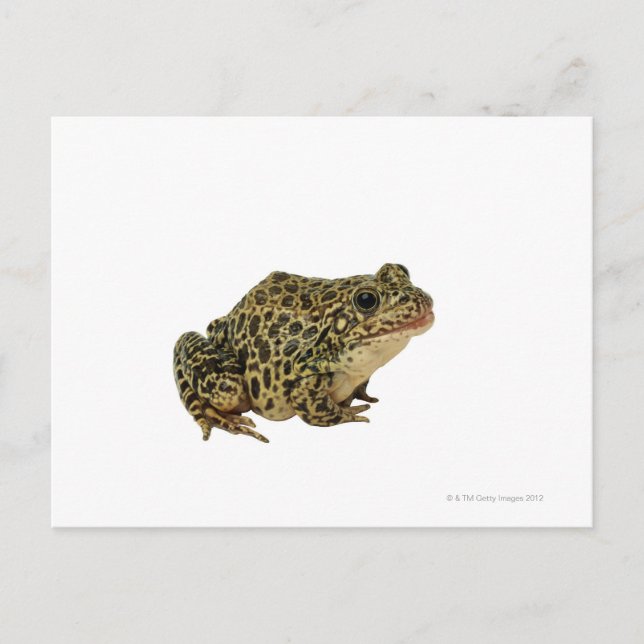Frog shadow postcard (Front)