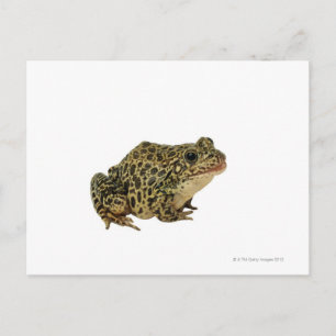 Frog shadow postcard