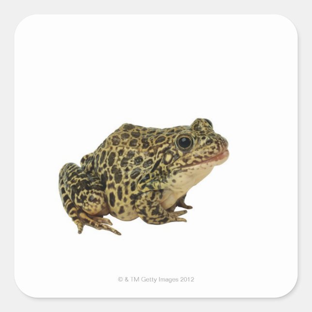 Frog shadow square sticker (Front)