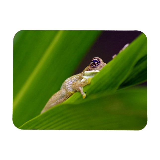 Frog Small Magnet (Horizontal)