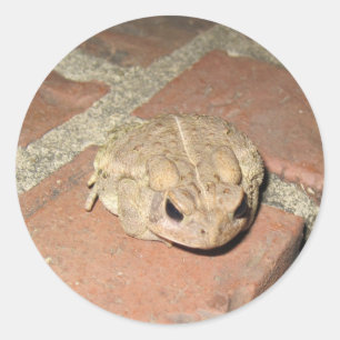 Frog Sticker