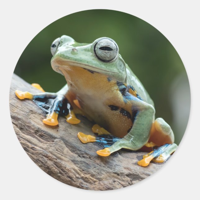 Frog stickers (Front)