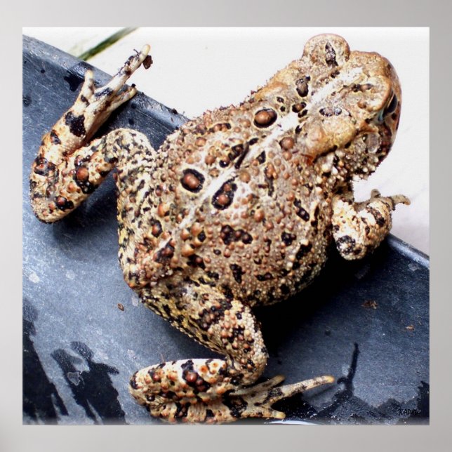 Frog Toad Animal Photography Poster (Front)