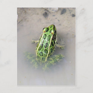 Frog / Toad Postcard