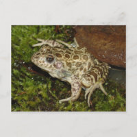 Frog / Toad Postcard