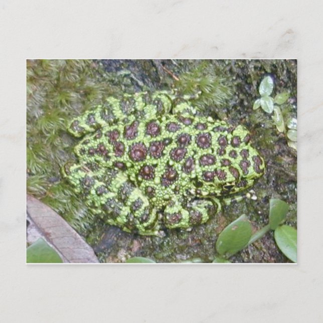 Frog / Toad Postcard (Front)