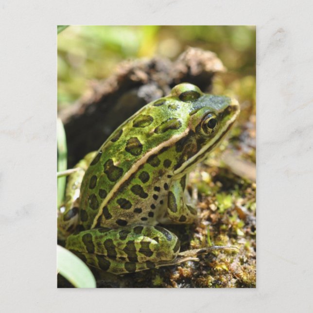 Frog / Toad Postcard (Front)