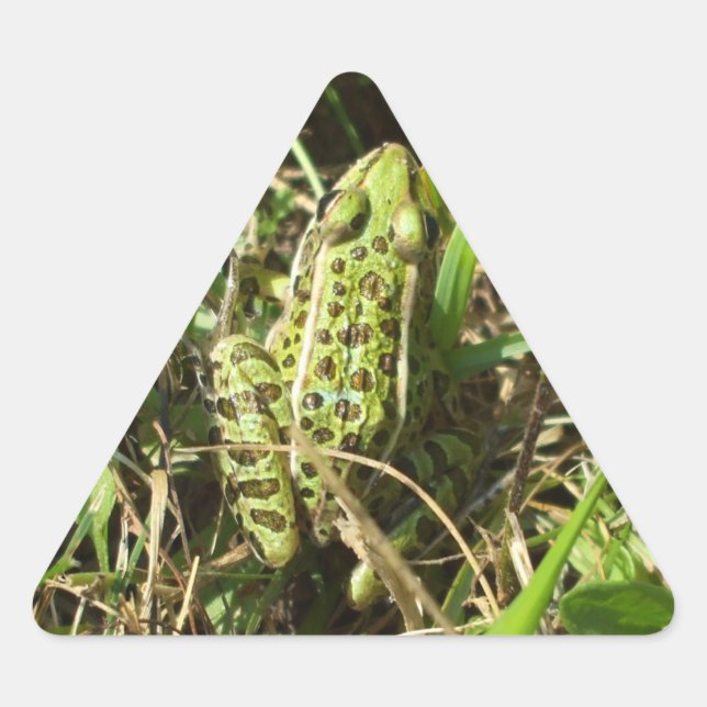 Frog Triangle Sticker (Front)