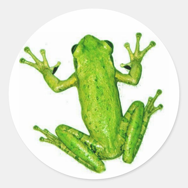 Frog Tropical Rainforest Tree Frog Sticker Art (Front)