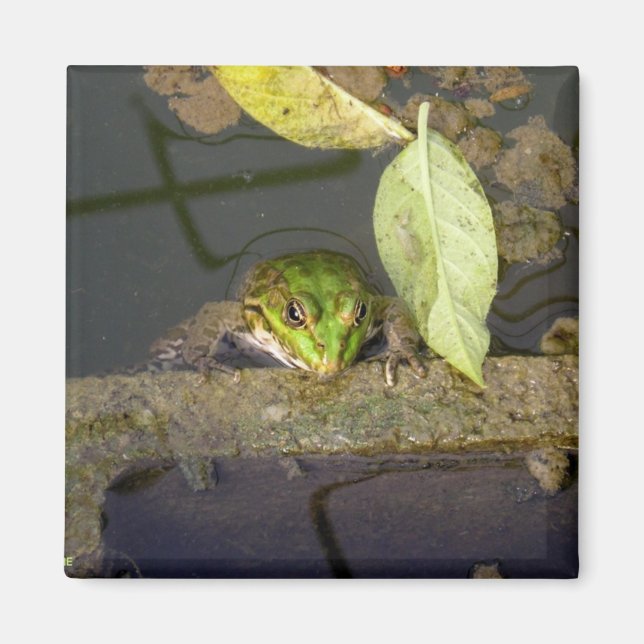 Frog Watching, magnet (Front)