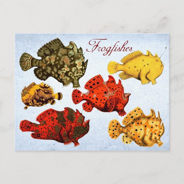 Frogfishes Postcard (Front)