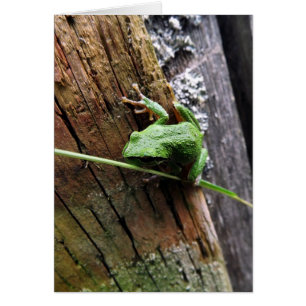 Froggy v