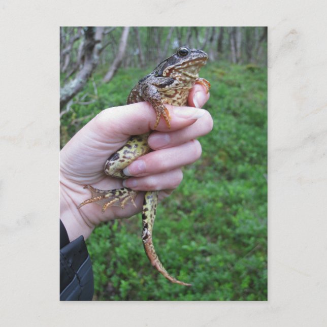 Froggylicious! postcard (Front)