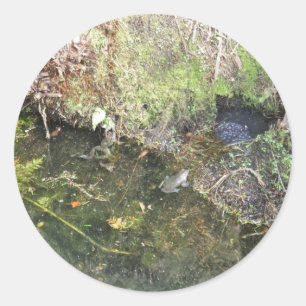 Frogs and Frog Spawn in a Pond  Stickers