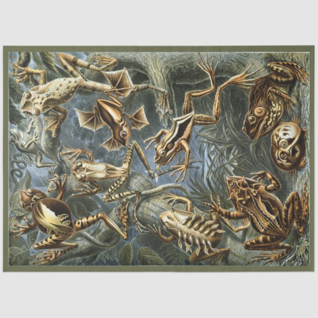 Frogs Ernst Haeckel  Decoupage  Tissue Paper (Front)