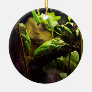 Frogs in a Tree Ceramic Tree Decoration