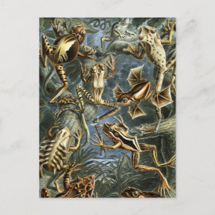 Frogs Postcard