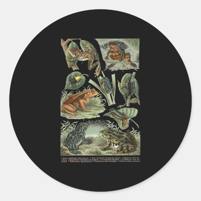 Frogs Toad Breeds Collection Illustration Biology. Classic Round Sticker (Front)