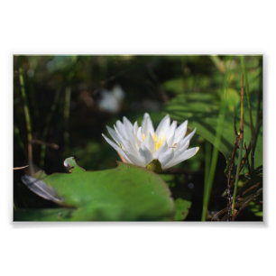 Frog's View Of Lily Photo Print