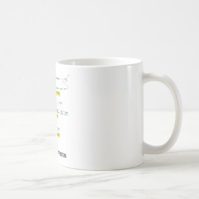 From Gene To Protein Coffee Mug (Right)