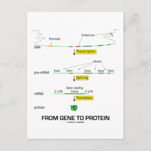 From Gene To Protein Postcard