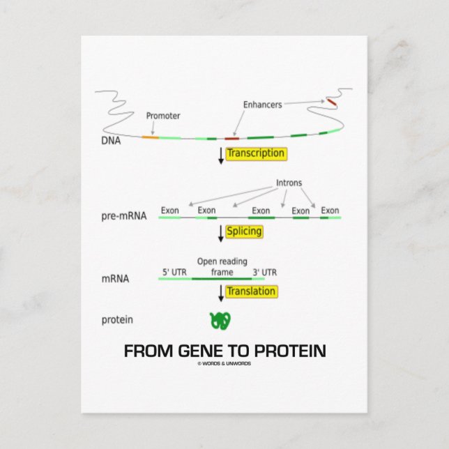 From Gene To Protein Postcard (Front)