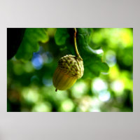 From little acorns grow mighty oaks