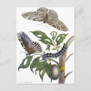 from Metamorphosis insectorum Surinamensium, Plate Postcard