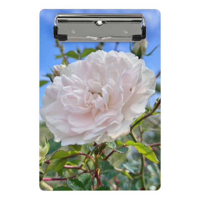 From my mom's garden mini clipboard (Front)