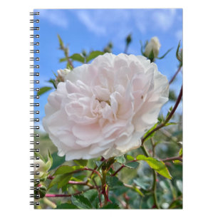 From my mom's garden notebook
