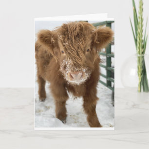 FROM ONE CUTE COW = HAPPY BIRTHDAY! CARD