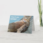 "From The Cat" Funny Birthday Card<br><div class="desc">Super silly birthday card from the cat featuring Rupie in his recliner! Personalise with your own messages and send some laughs. Photo ©Christine Greenspan</div>
