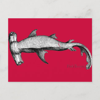From the Sharks Collection Postcard