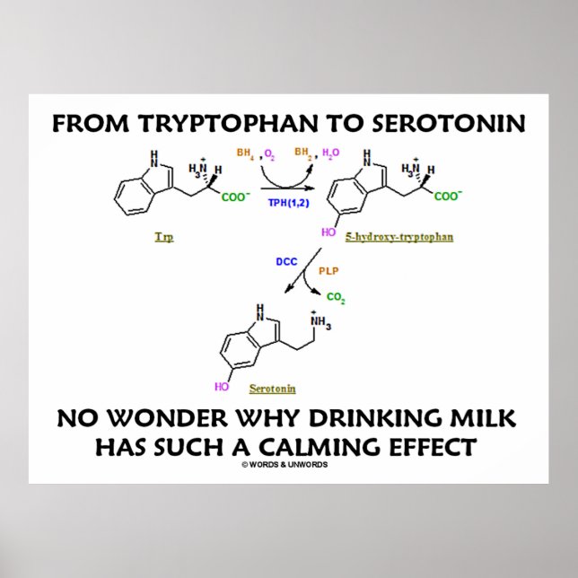 From Tryptophan To Serotonin (Chemistry Humour) Poster (Front)