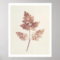 Fronds of Leaves, 1843 (b/w photo)