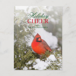 Front angle Northern Cardinal male in Juniper tree Holiday Postcard
