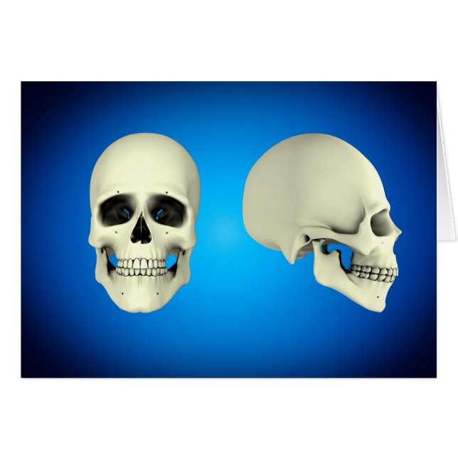 Front View And Side View Of Human Skull (Front Horizontal)