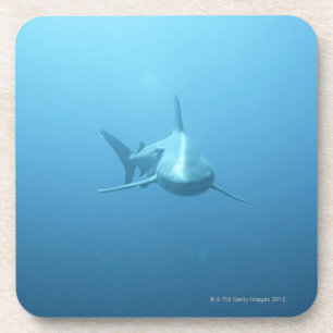 Front view of a Tiger Shark Coaster