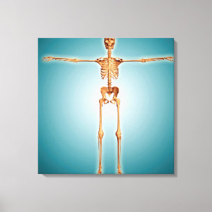 Front View Of Human Skeletal System Canvas Print