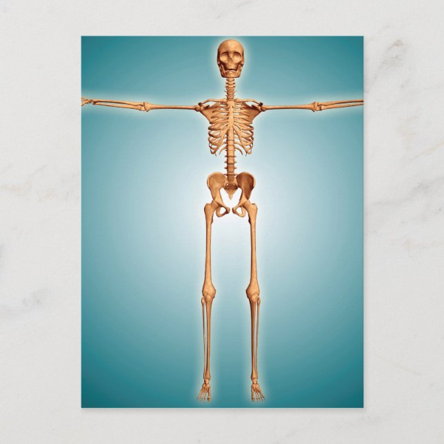 Front View Of Human Skeletal System Postcard (Front)
