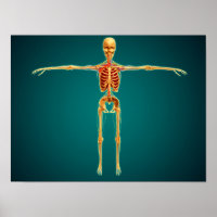 Front View Of Human Skeleton With Nervous