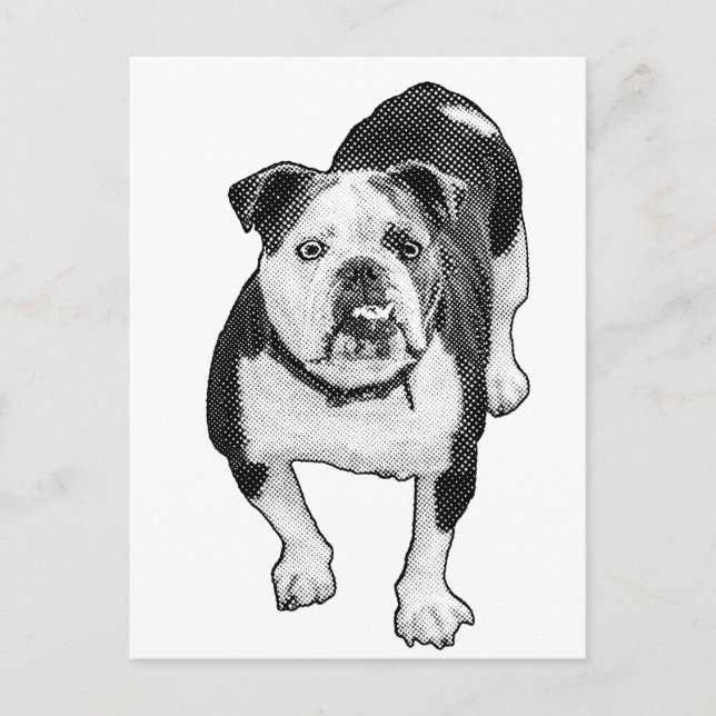 Frontal Pose, Calm Bulldog Note Postcard (Front)
