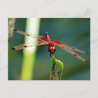 Frontal Red and Black Dragonfly Postcard