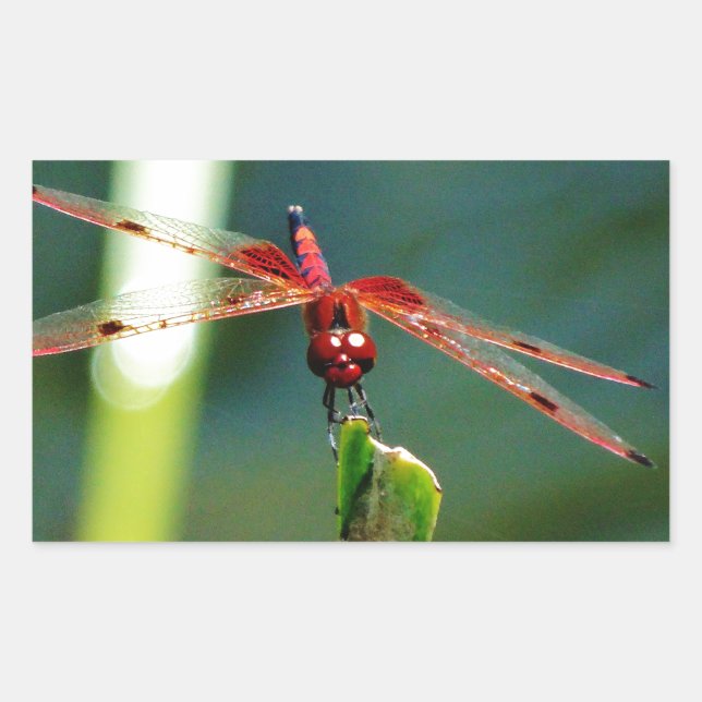 Frontal Red and Black Dragonfly Rectangular Sticker (Front)